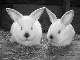 Rabid Rabbiters