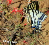 Idaho butterfly