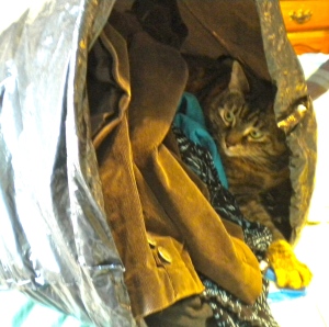cat's out of the bag