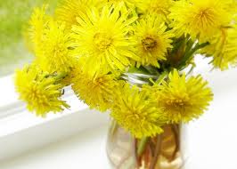 dandelion bouquet dandelion bouquet