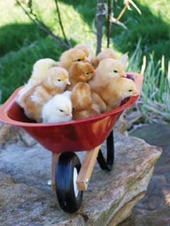backyard chickens