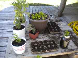 kitchen herb nursery