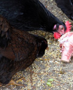 At left: Ku'okoa, the Least-Stupid of our chickens...