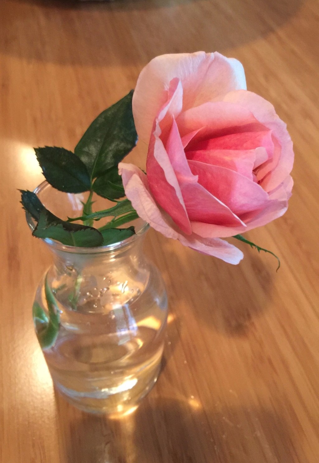 Thanksgiving rose