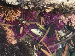tide pool with sea urchins