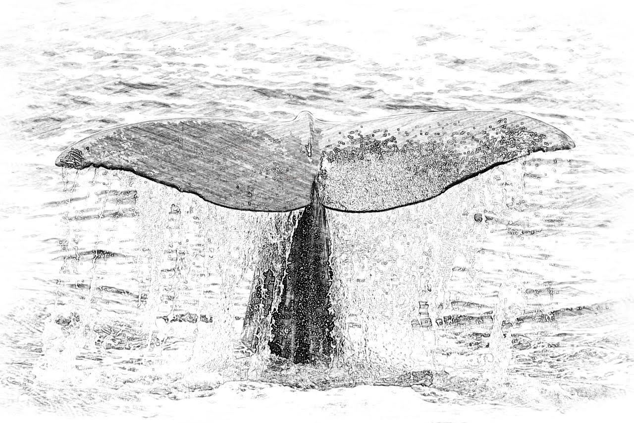 whale tail