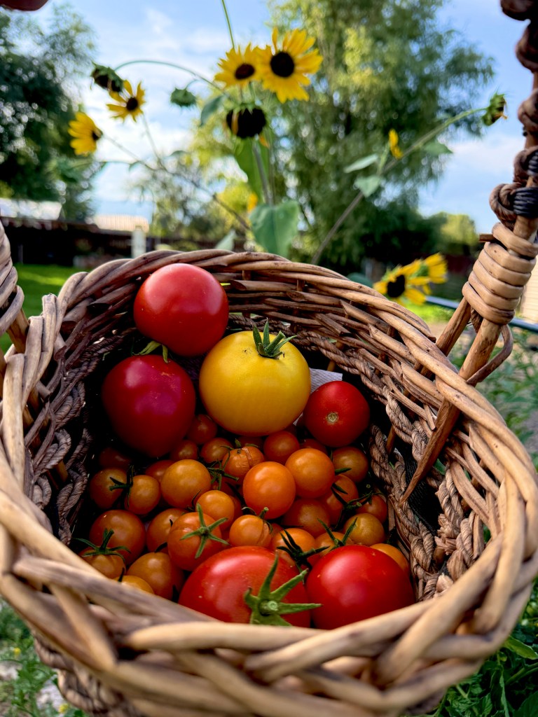 basket of tomatoes