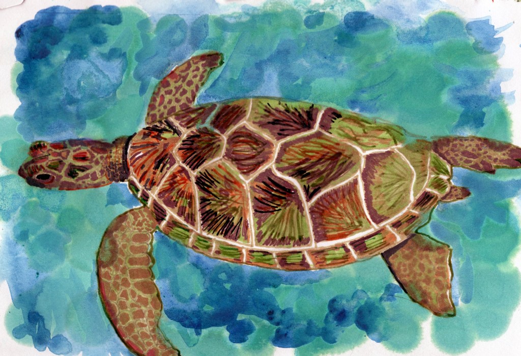 watercolor-and-pen drawing of a sea turtle
