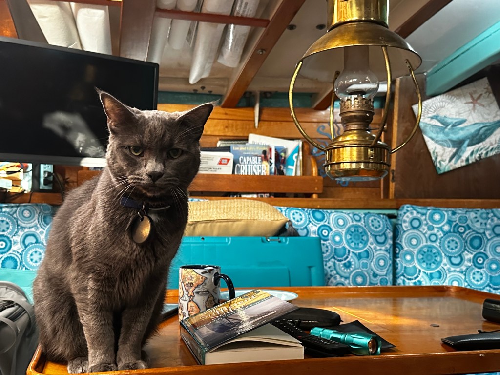 ship's cat on a table in the cabin of a sailboat, with a brass lamp and turquoise cushions