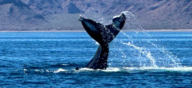whale tail