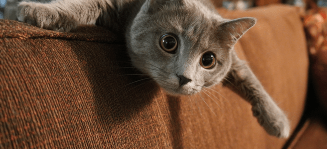 AI-generated picture of a cat zooming around a room with a bonkers expression on his face