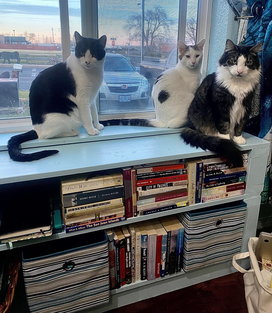 three cats sitting on a window seat