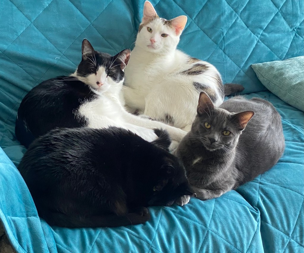 four cats napping on a couch
