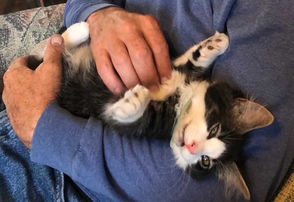 cat upside-down having his bellly rubbed