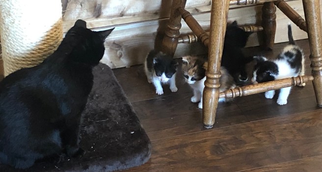 black cat looking at a group of kittens