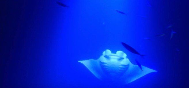 a manta ray in the water at night