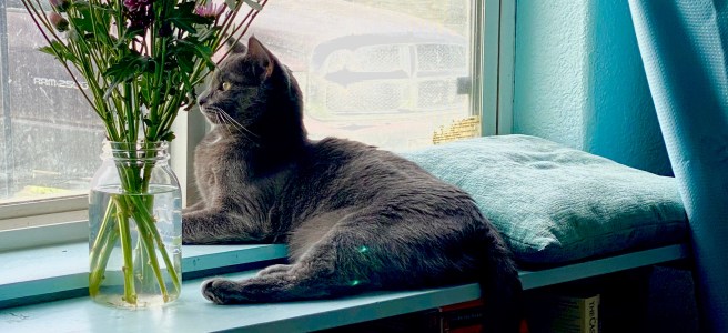 a cat in the windowseat