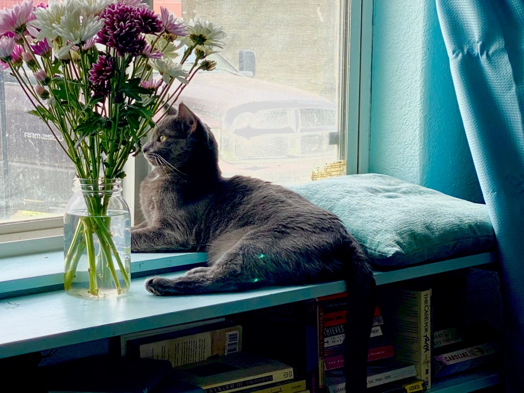 cat in a window-seat with flowers