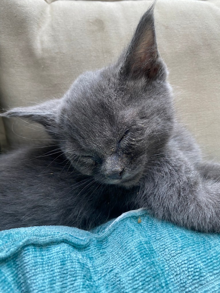 kitten with enormous ears earning him the name "Yoda"