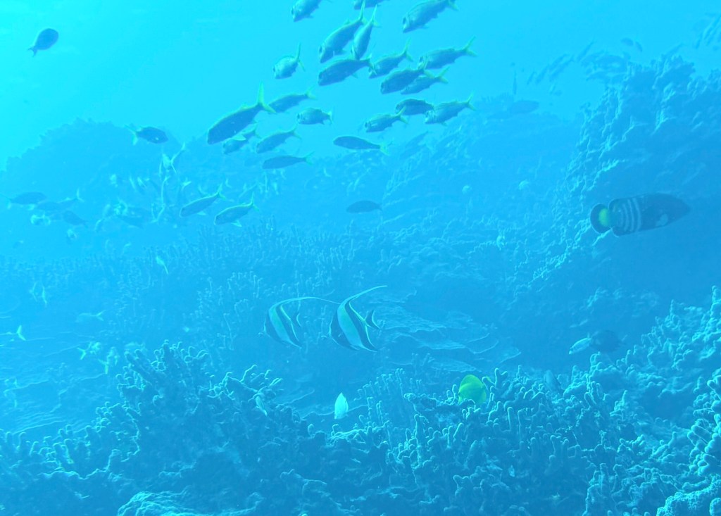 Hawai'ian reef