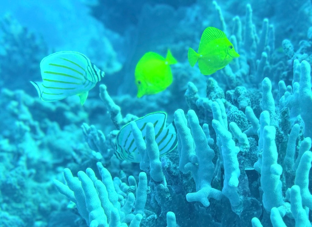yellow tangs & ornate butterflyfish