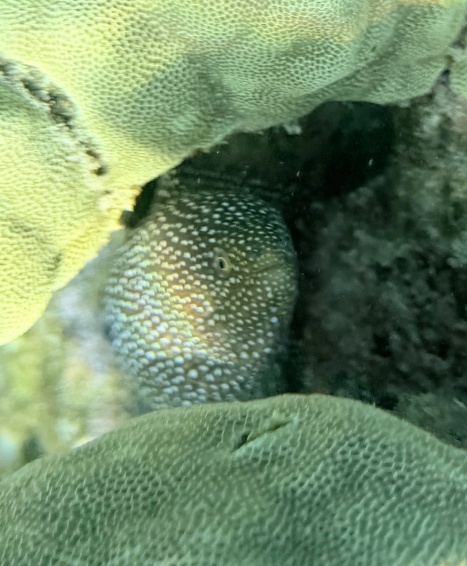 a moray eel hiding in coral