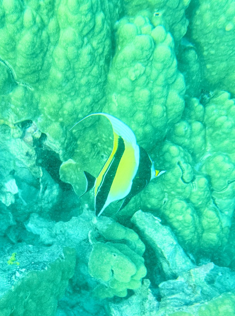 Moorish Idol and lobe coral