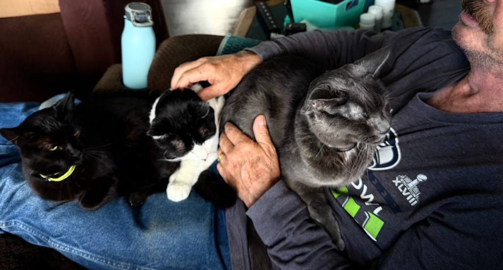 three cats sitting on the lap of the writer's husband